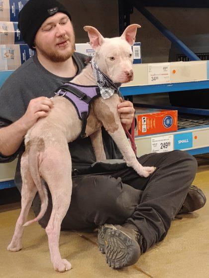 Enlarge Runt, a Adoptable mixed breed in Hobart, IN image 1/3