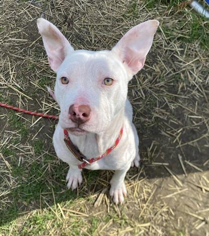 Enlarge Runt, a Adoptable mixed breed in Hobart, IN image 1/3