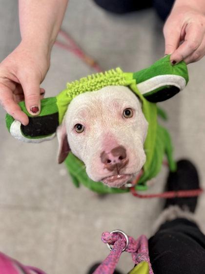 Enlarge Runt, a Adoptable mixed breed in Hobart, IN image 2/3