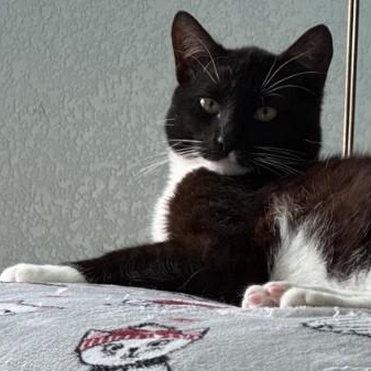 Enlarge Murphy O'Brien , a Adoptable mixed breed in Sacramento, CA image 4/6