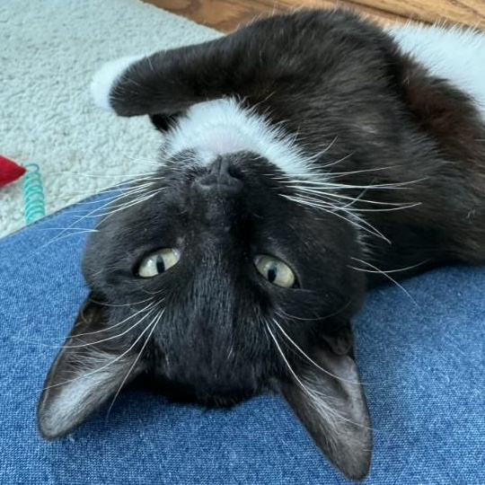 Enlarge Murphy O'Brien , a Adoptable mixed breed in Sacramento, CA image 2/6