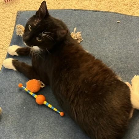 Enlarge Murphy O'Brien , a Adoptable mixed breed in Sacramento, CA image 6/6