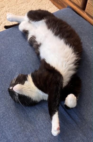 Enlarge Murphy O'Brien , a Adoptable mixed breed in Sacramento, CA image 3/6