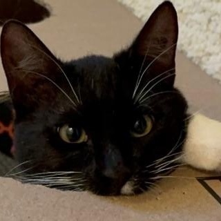 Murphy O'Brien , Adoptable, Kitten Male Tuxedo & Domestic Short Hair.