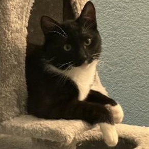 Enlarge Murphy O'Brien , a Adoptable mixed breed in Sacramento, CA image 5/6