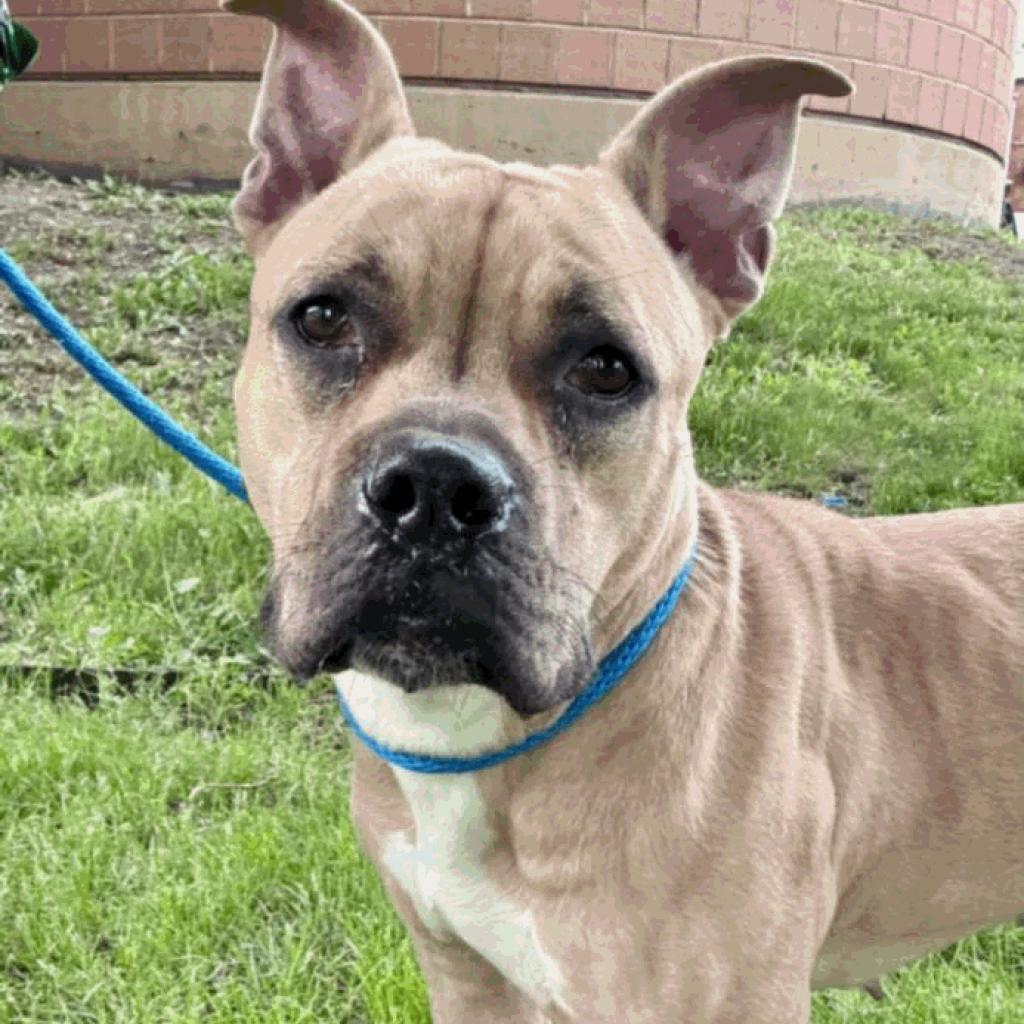 Zuzu, a Adoptable Pit Bull Terrier in Chicago, IL image 3/6