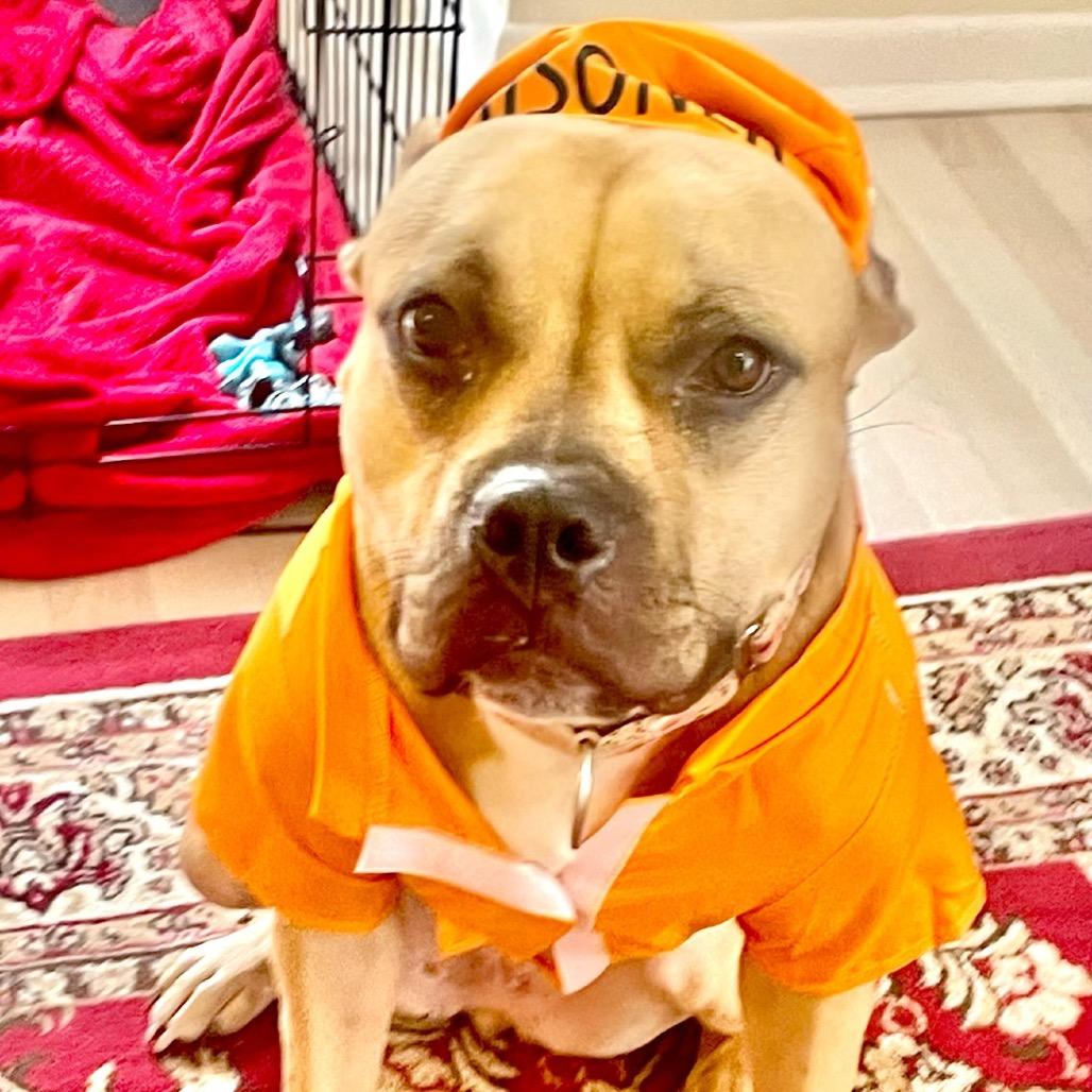 Zuzu, a Adoptable Pit Bull Terrier in Chicago, IL image 2/6