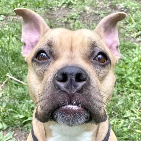 Zuzu, a Adoptable Pit Bull Terrier in Chicago, IL image 1/6