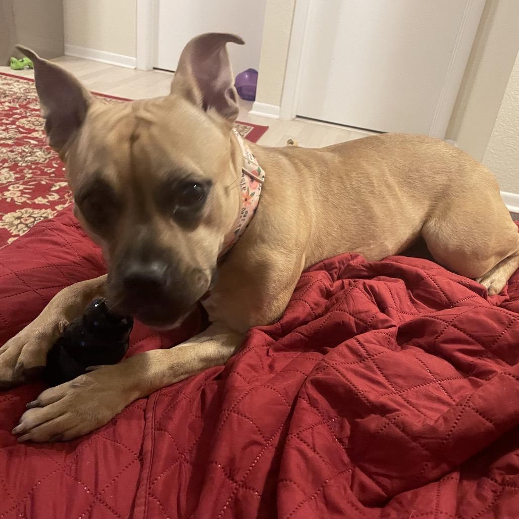 Zuzu, a Adoptable Pit Bull Terrier in Chicago, IL image 5/6