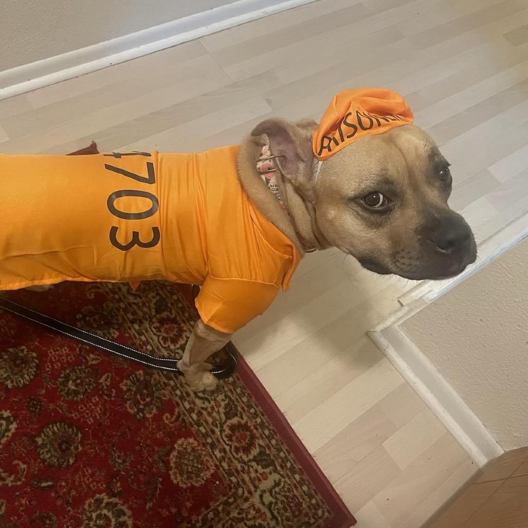 Zuzu, a Adoptable Pit Bull Terrier in Chicago, IL image 6/6