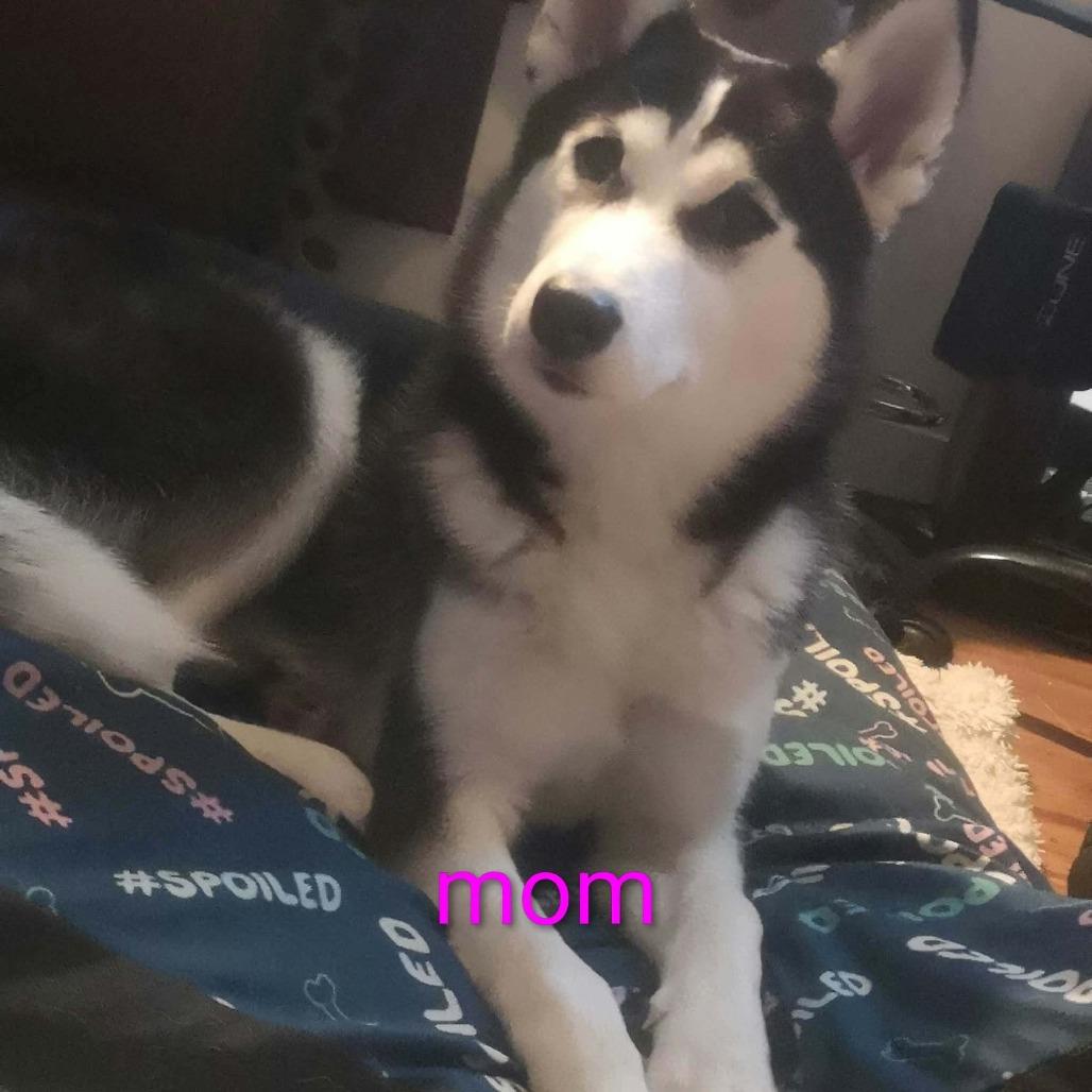 Saturn, Adoptable, Puppy Female Husky & Rottweiler.
