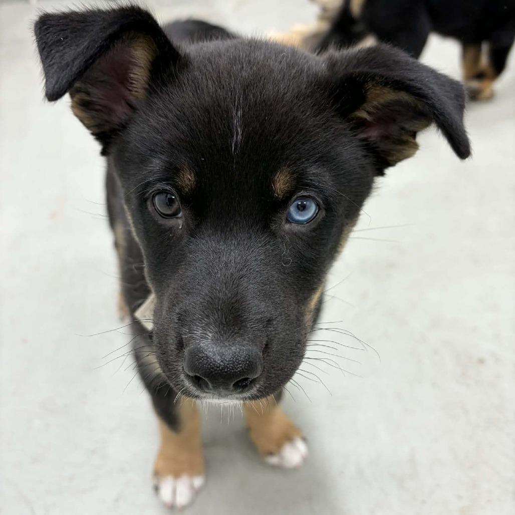 Enlarge Saturn, a Adoptable mixed breed in Victoria, BC image 2/4