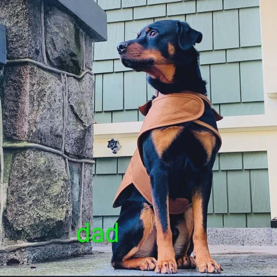 Enlarge Saturn, a Adoptable mixed breed in Victoria, BC image 3/4