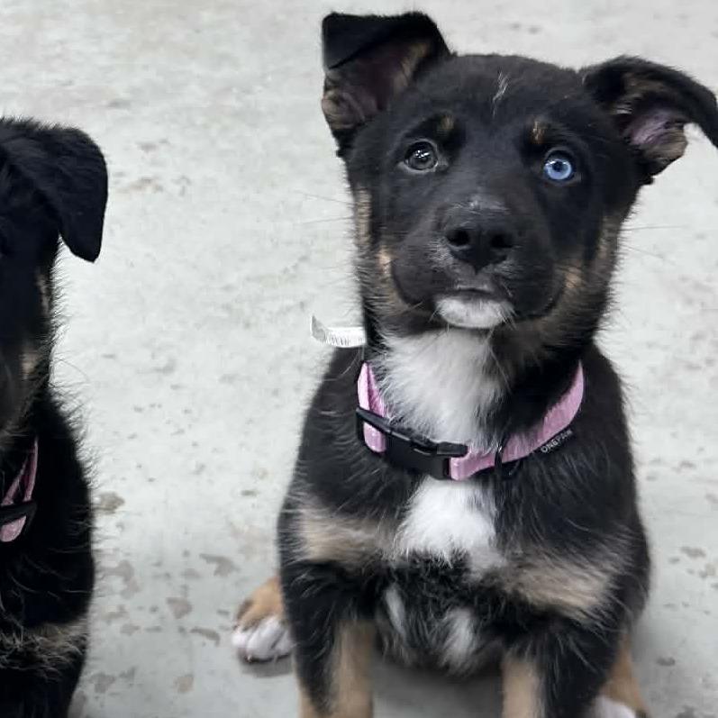 Enlarge Saturn, a Adoptable mixed breed in Victoria, BC image 4/4