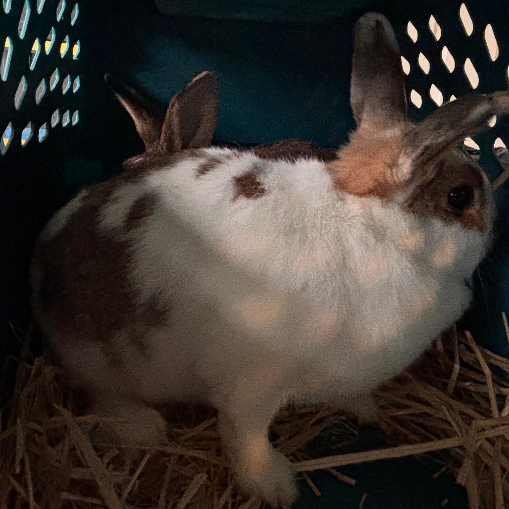 Petal, Adoptable, Young Female American.