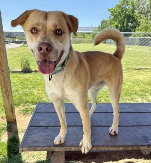 Simba, an adopted mixed breed in Euclid, OH image 2/2