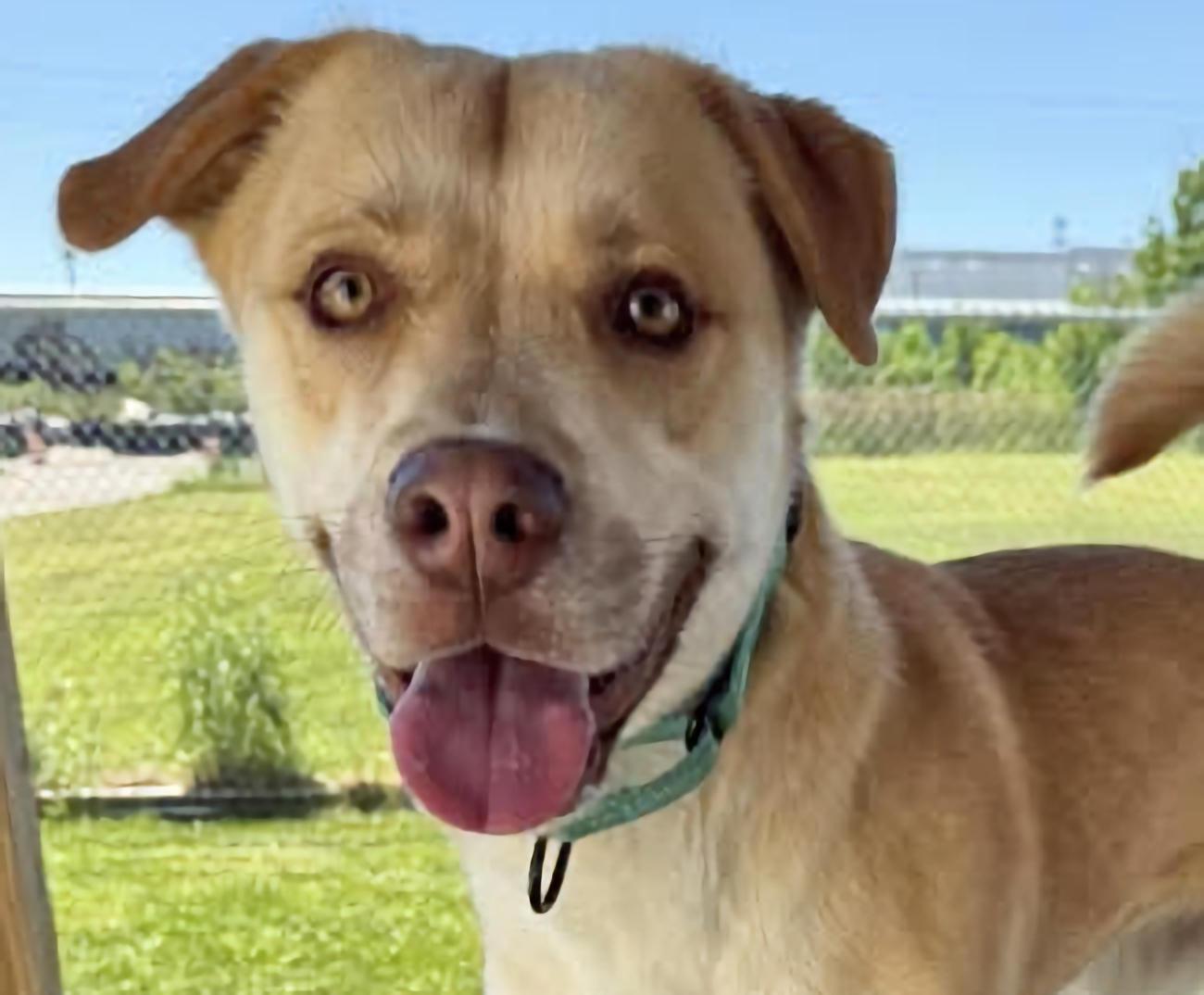 Simba, an adopted mixed breed in Euclid, OH image 1/2