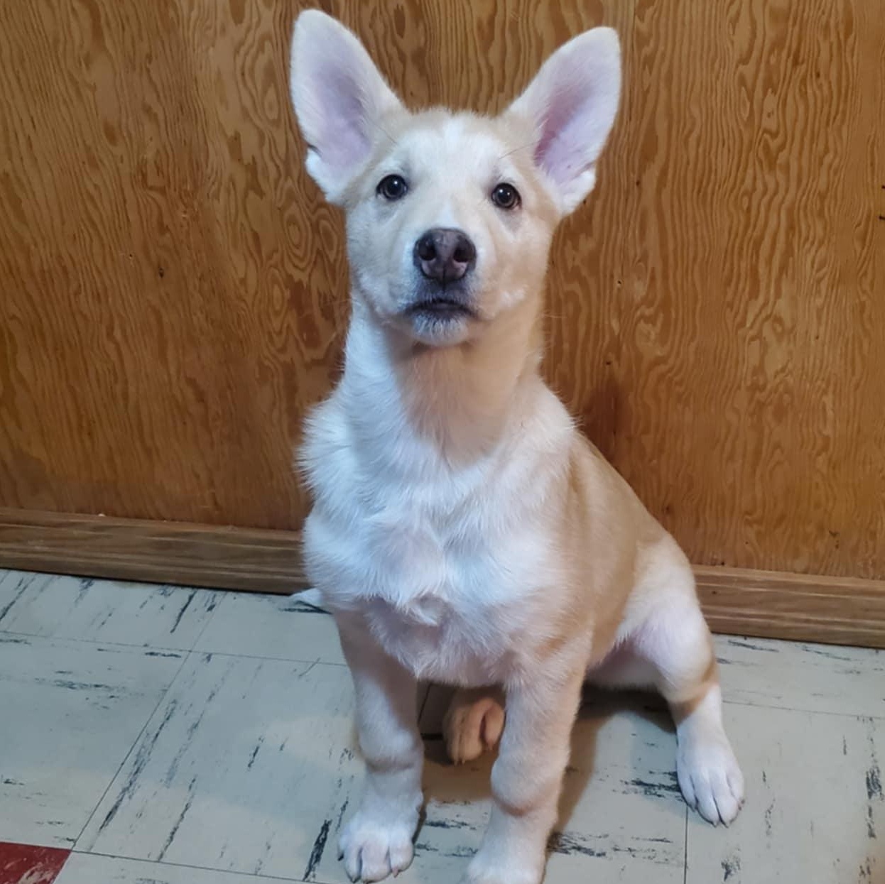 Turtle, an adopted mixed breed in Saskatoon, SK image 2/6