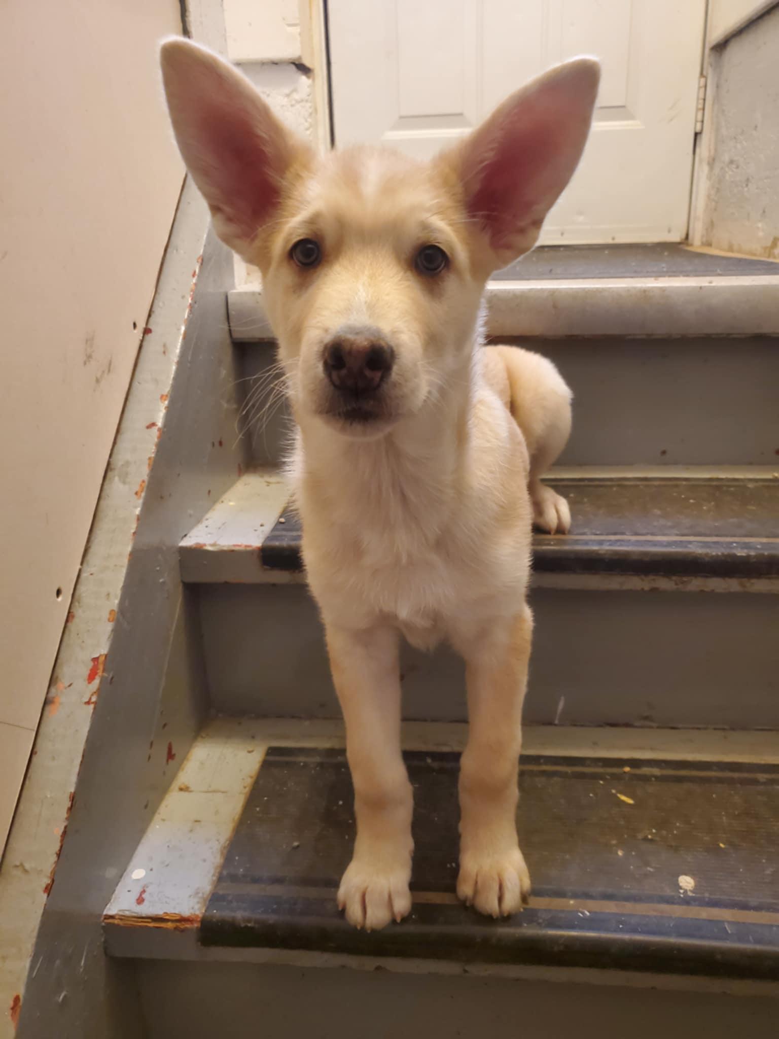 Turtle, an adopted mixed breed in Saskatoon, SK image 3/6