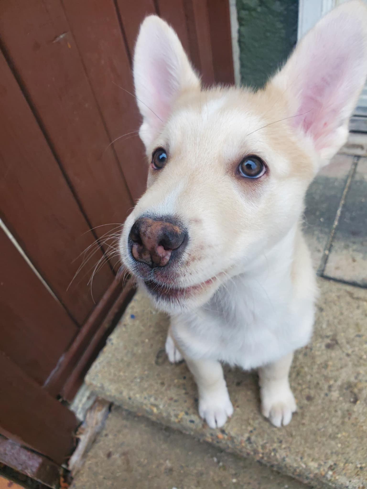 Turtle, an adopted mixed breed in Saskatoon, SK image 5/6