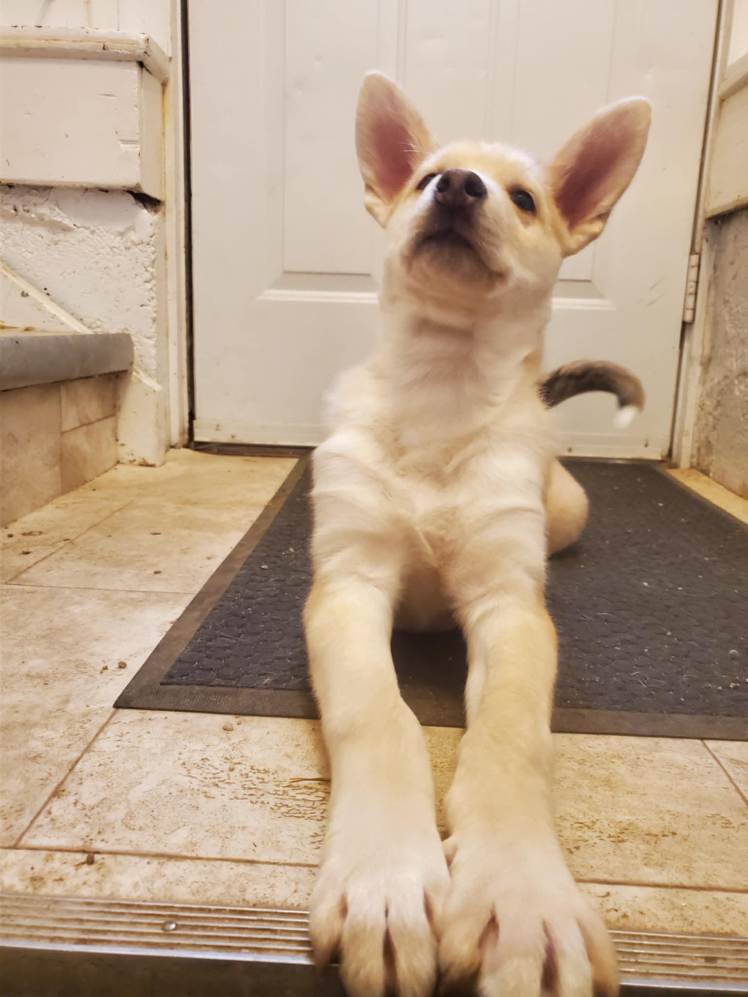 Turtle, an adopted mixed breed in Saskatoon, SK image 6/6