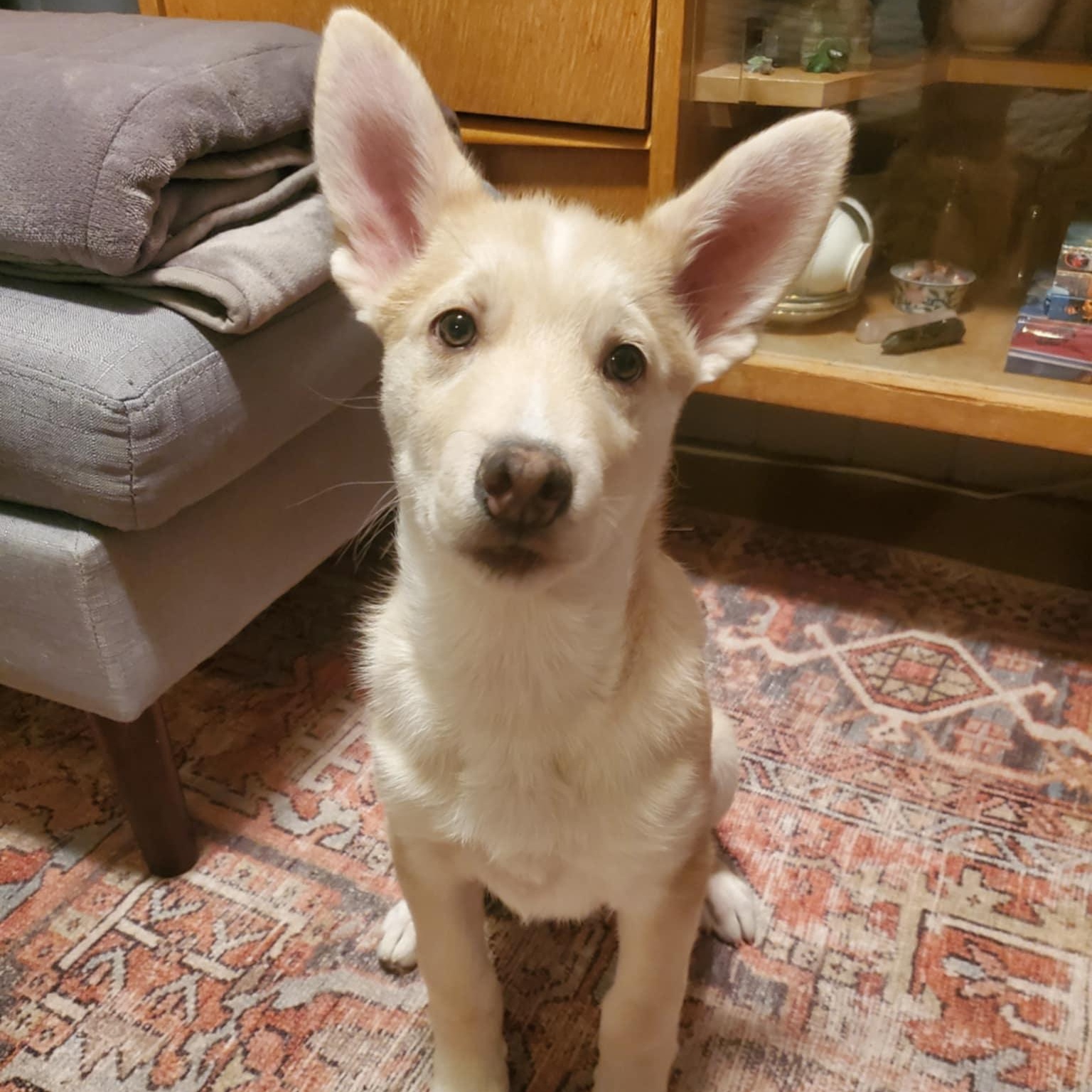 Turtle, Adoptable, Puppy Male Mixed Breed.