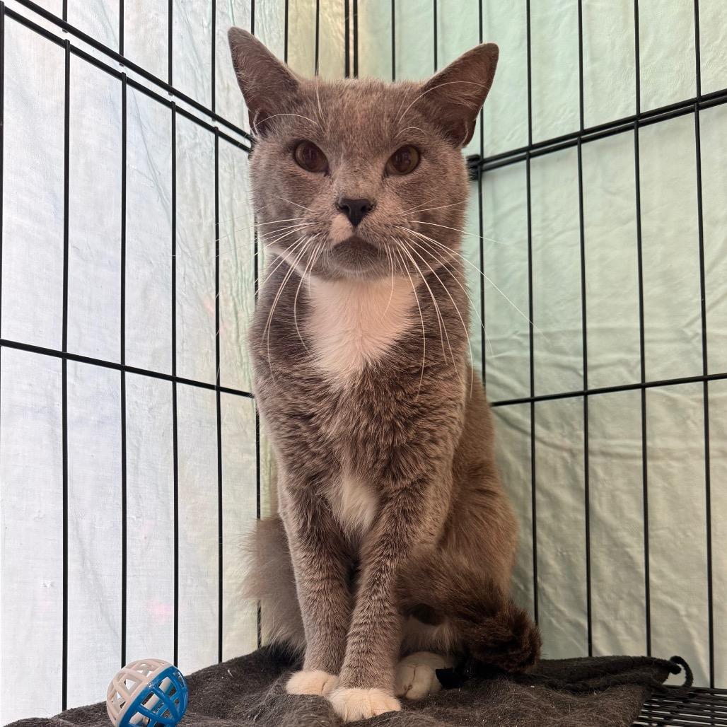 Grayson, a Adoptable Domestic Short Hair in Lake Jackson, TX image 1/5