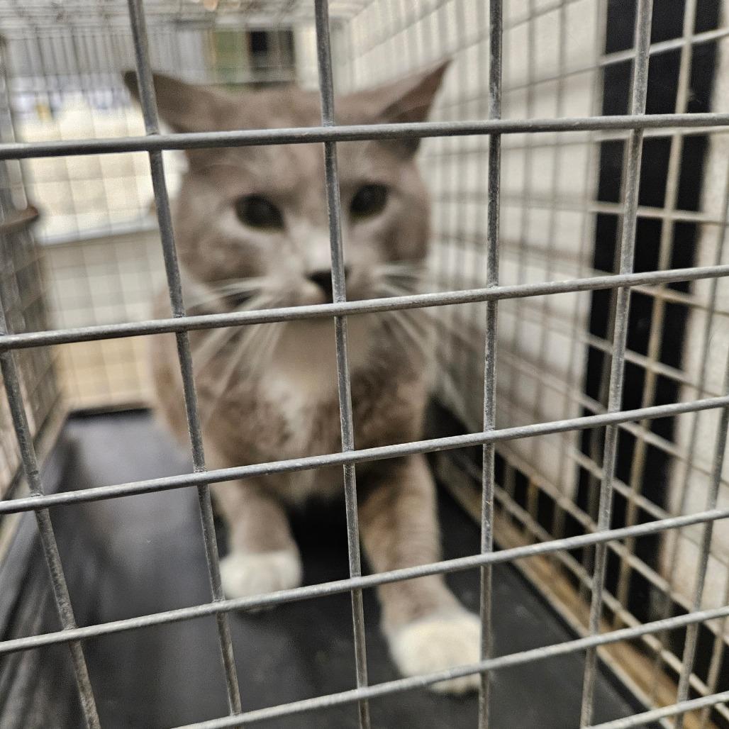 Grayson, a Adoptable Domestic Short Hair in Lake Jackson, TX image 2/5