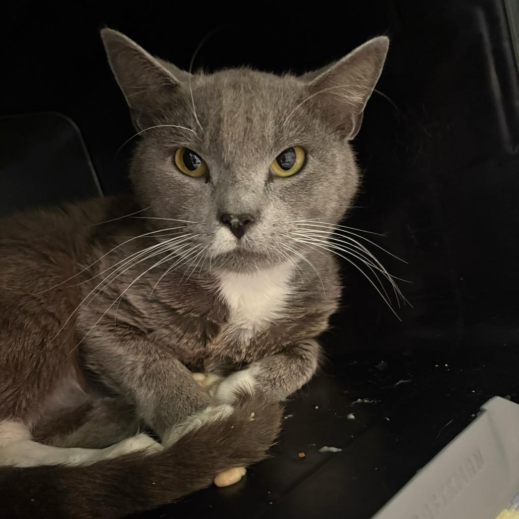 Grayson, a Adoptable Domestic Short Hair in Lake Jackson, TX image 3/5