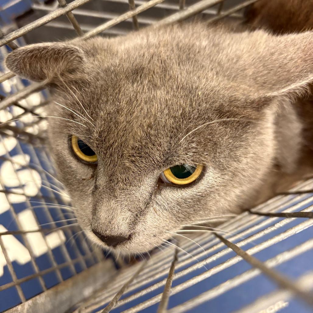 Grayson, a Adoptable Domestic Short Hair in Lake Jackson, TX image 4/5