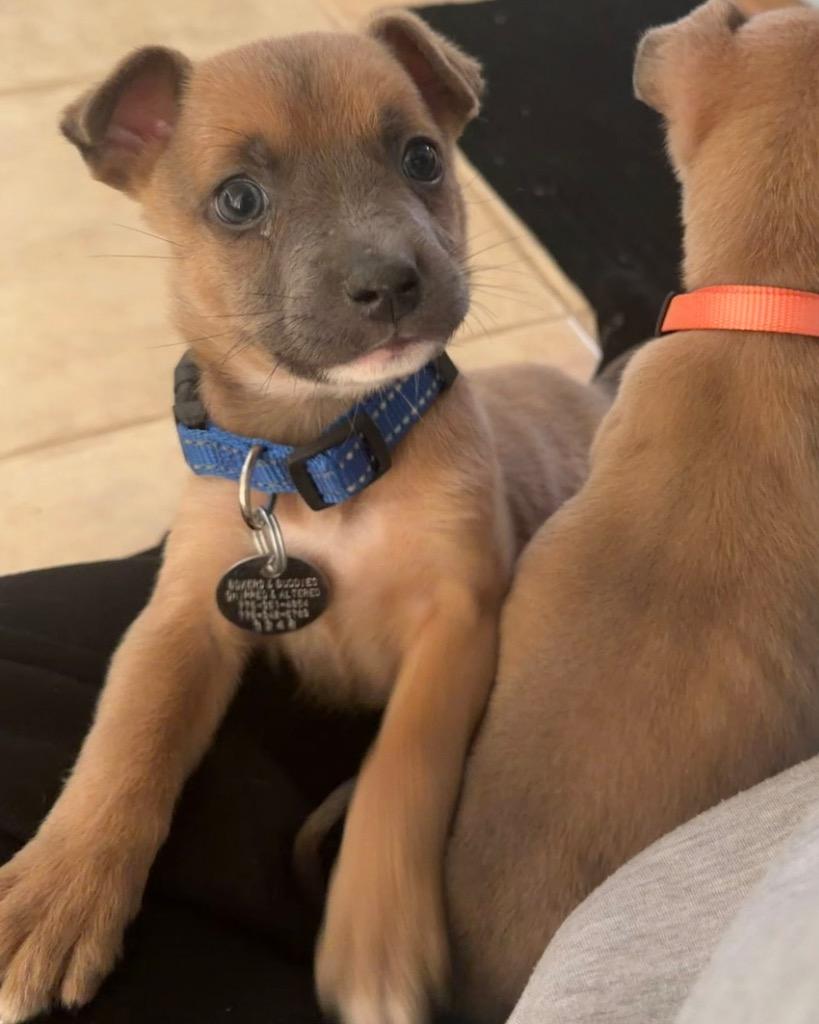Enlarge Stretch, a Adoptable mixed breed in Reno, NV image 2/4