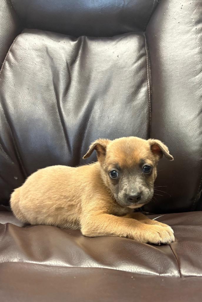 Enlarge Stretch, a Adoptable mixed breed in Reno, NV image 4/4