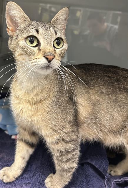 CIENNA*, Adoptable, Young Female Domestic Short Hair.