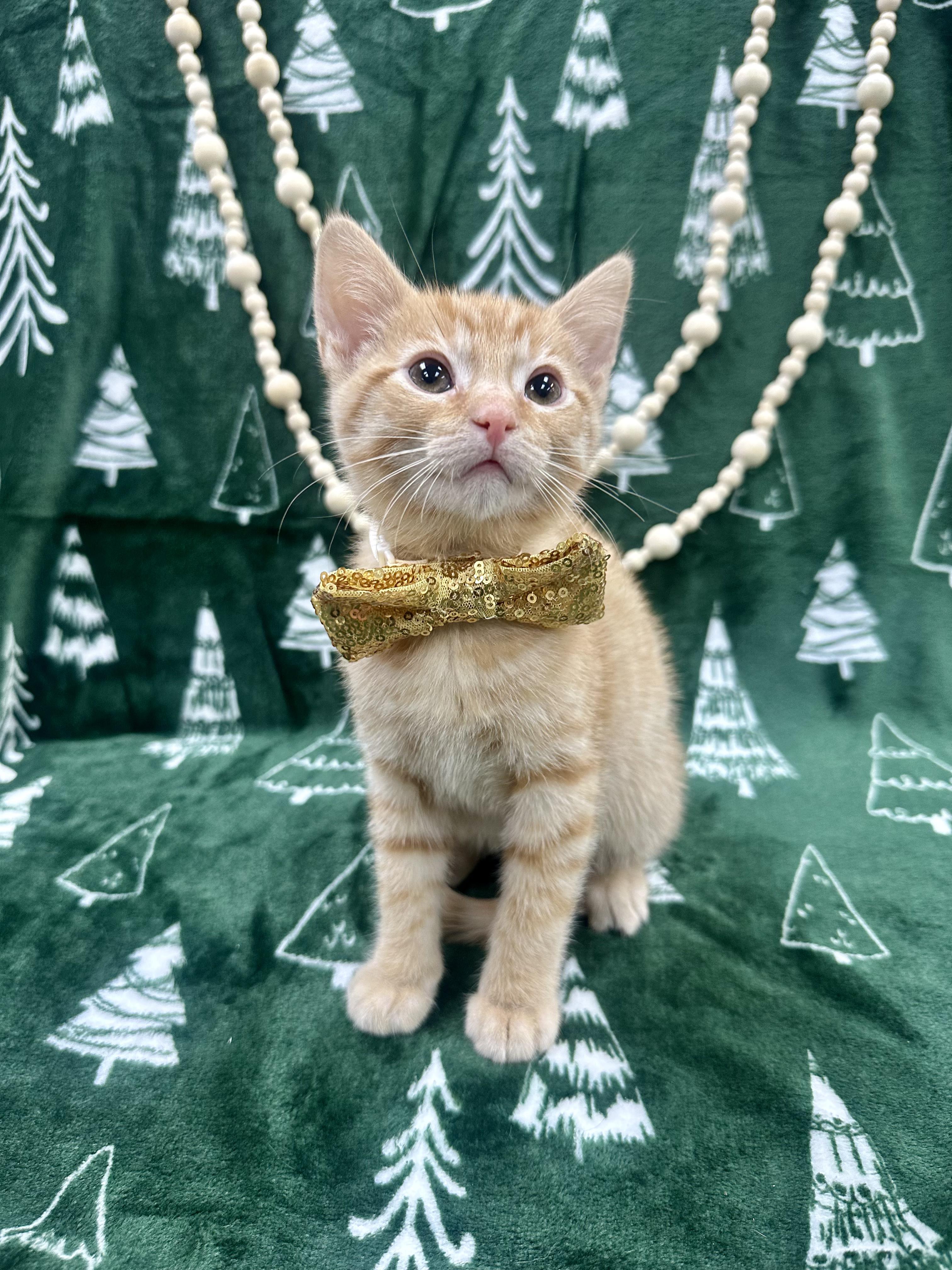 Ginkgo, ADOPTABLE, Kitten Male Domestic Short Hair.