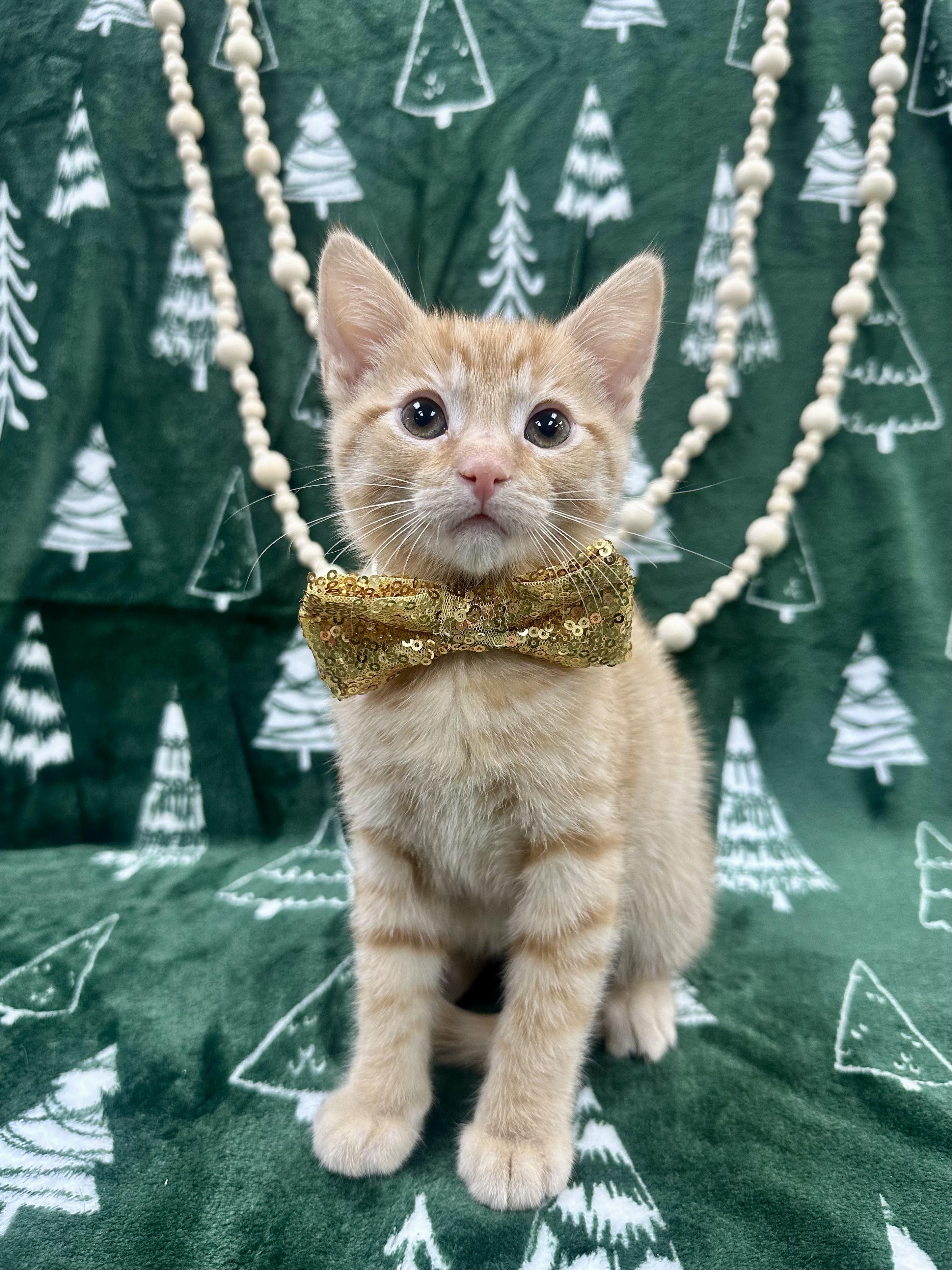 Enlarge Ginkgo, a ADOPTABLE Domestic Short Hair image 2/5