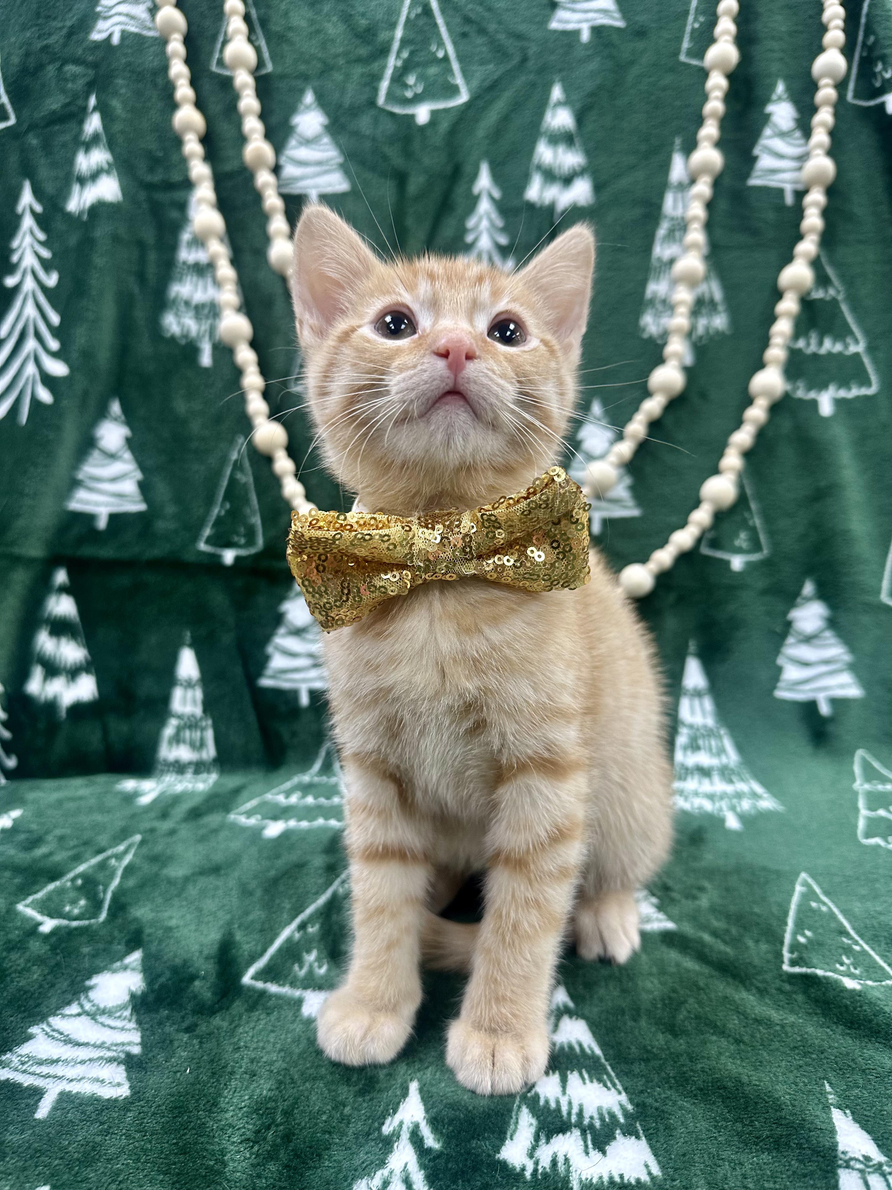 Enlarge Ginkgo, a ADOPTABLE Domestic Short Hair image 3/5