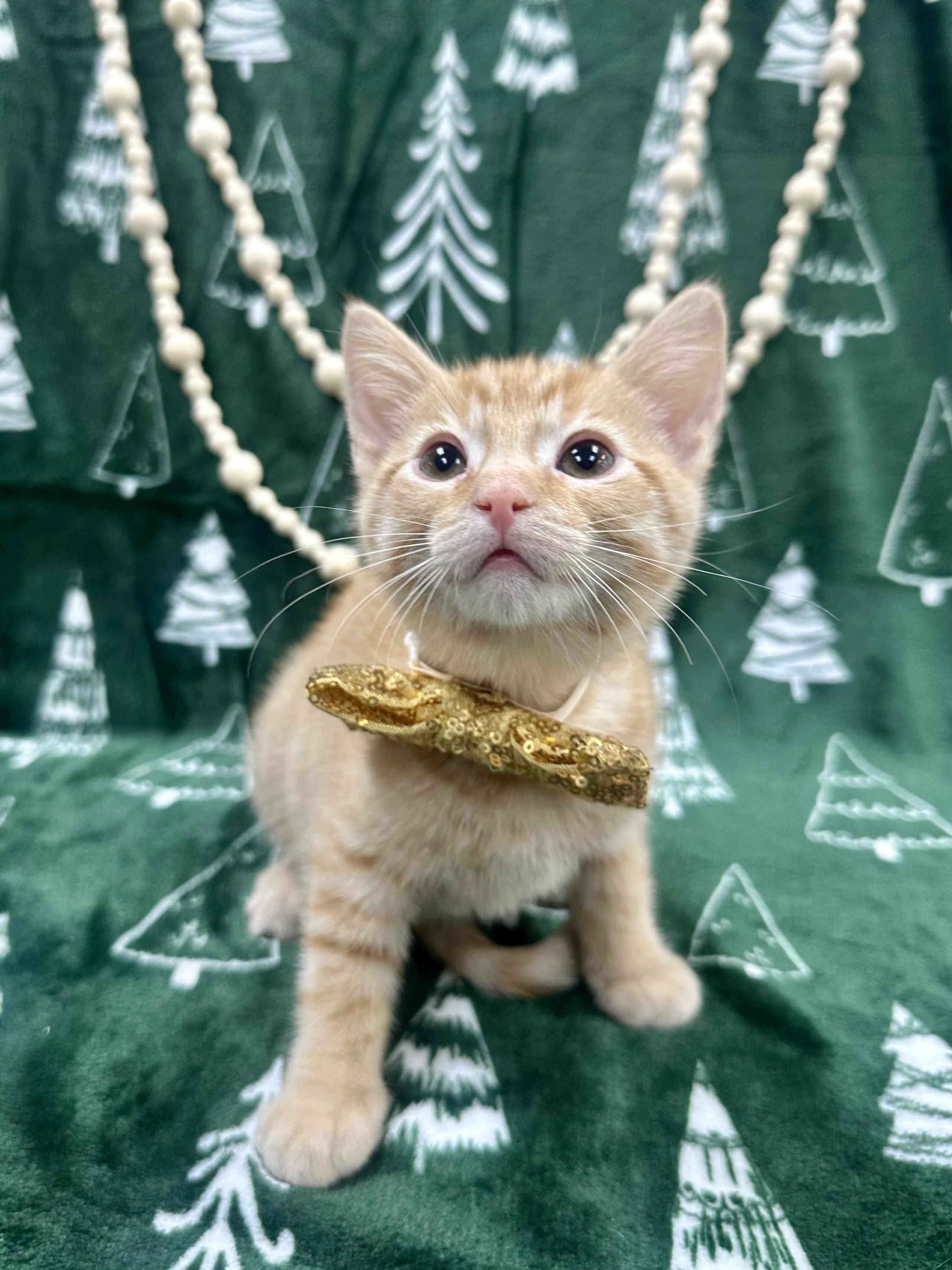 Enlarge Ginkgo, a ADOPTABLE Domestic Short Hair image 4/5