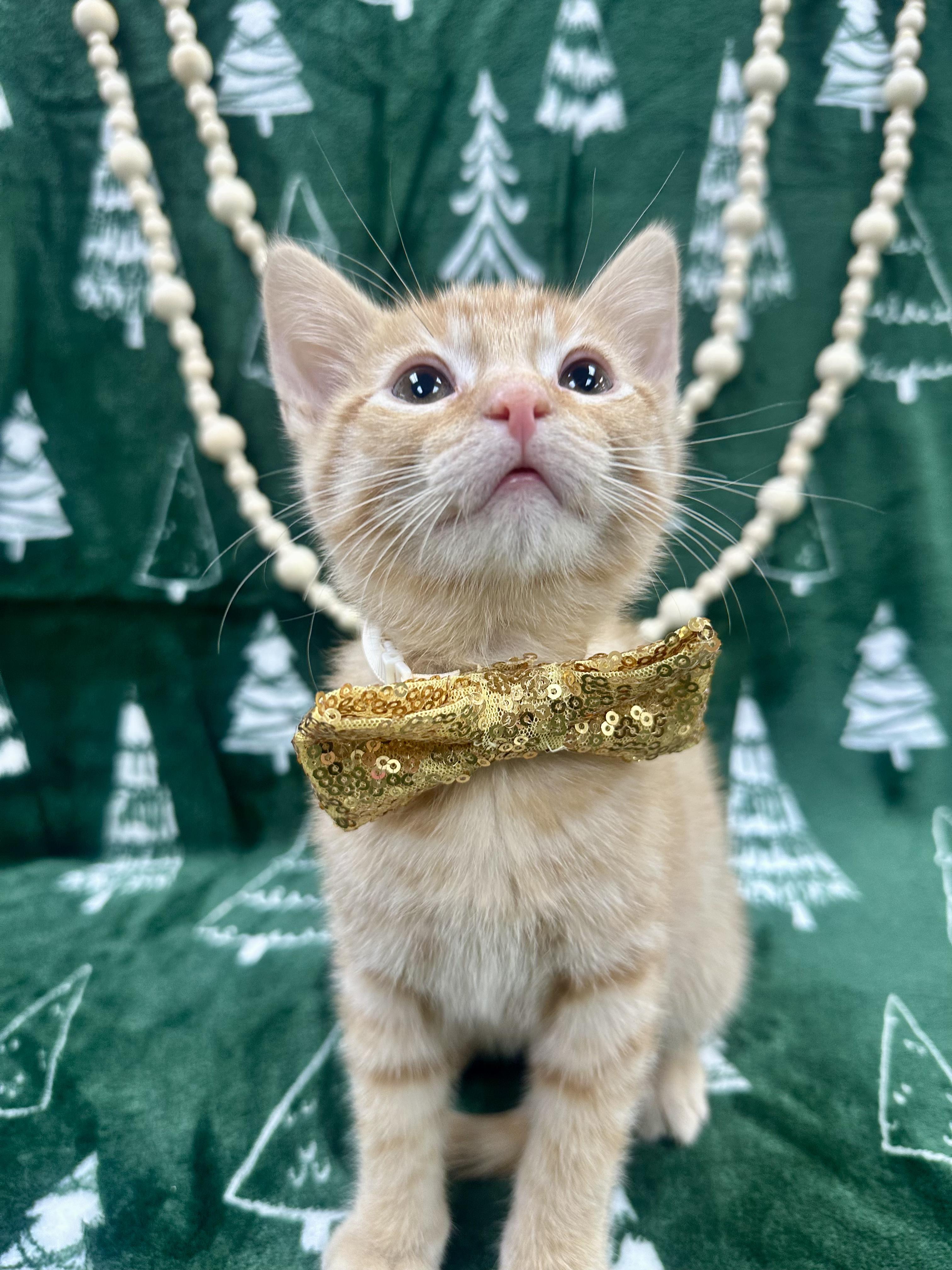 Enlarge Ginkgo, a ADOPTABLE Domestic Short Hair image 5/5