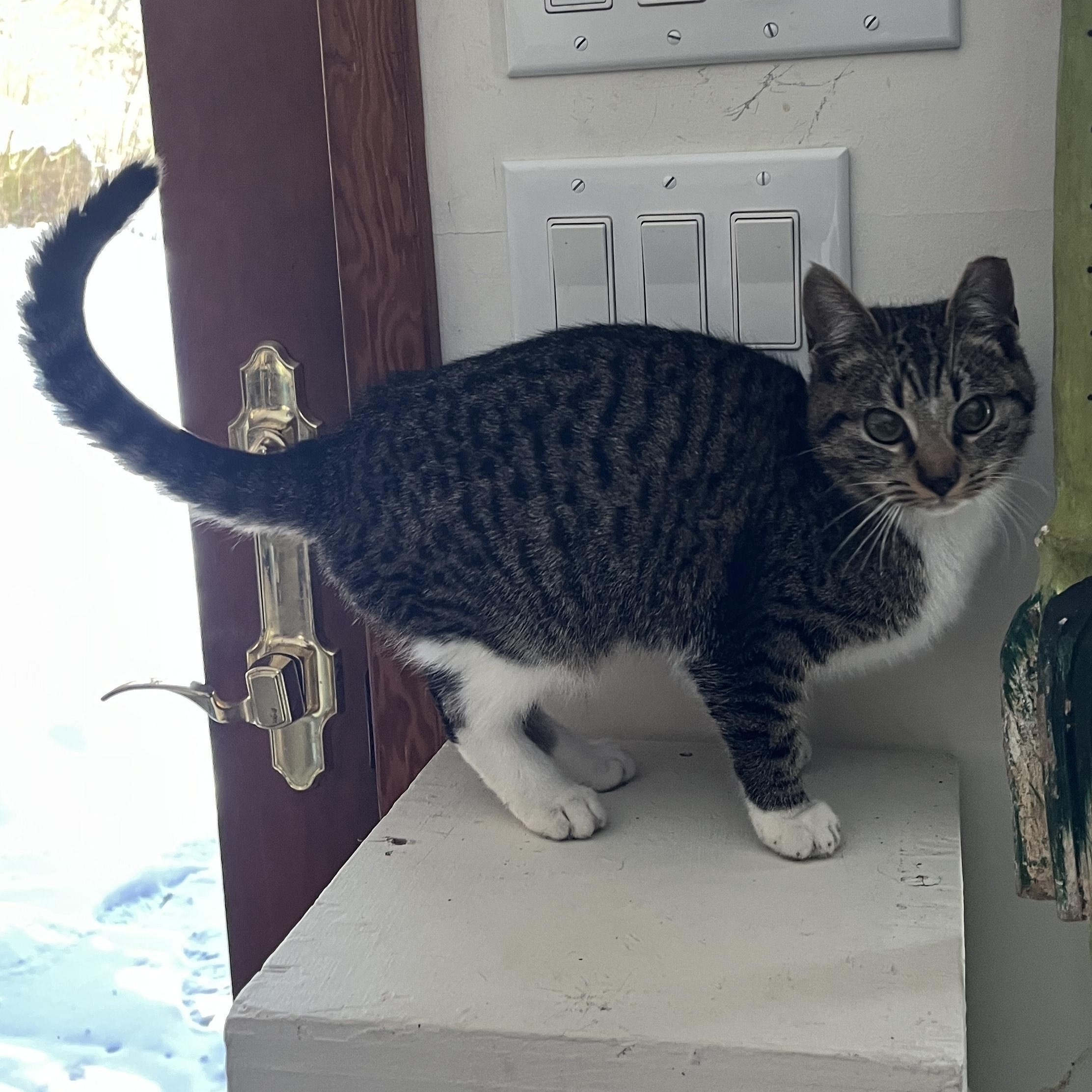 Enlarge Bibs LOVES DOGS, a ADOPTABLE mixed breed in Hot Springs, NC image 4/6