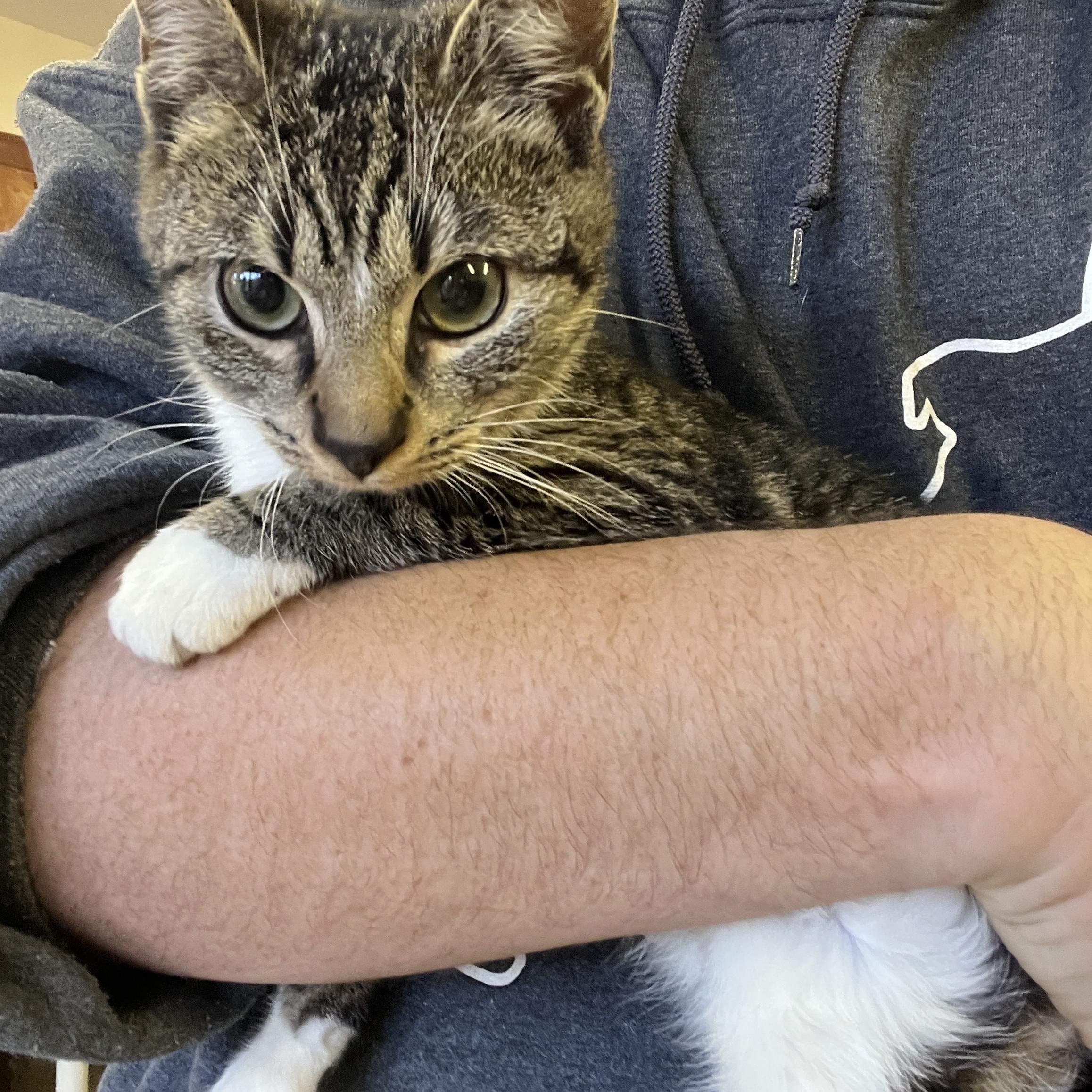 Bibs LOVES DOGS, ADOPTABLE, Kitten Female Domestic Short Hair.