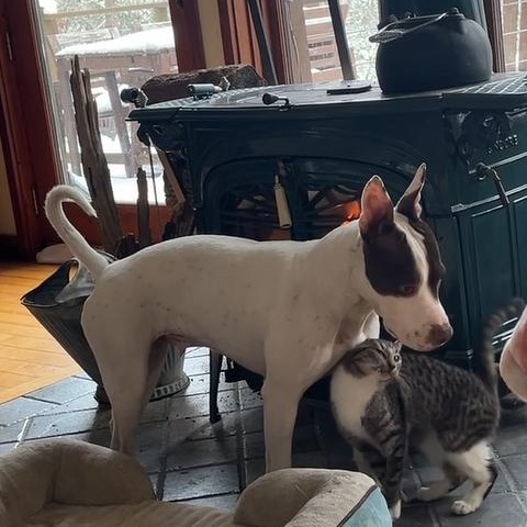 Enlarge Bibs LOVES DOGS, a ADOPTABLE mixed breed in Hot Springs, NC image 6/6