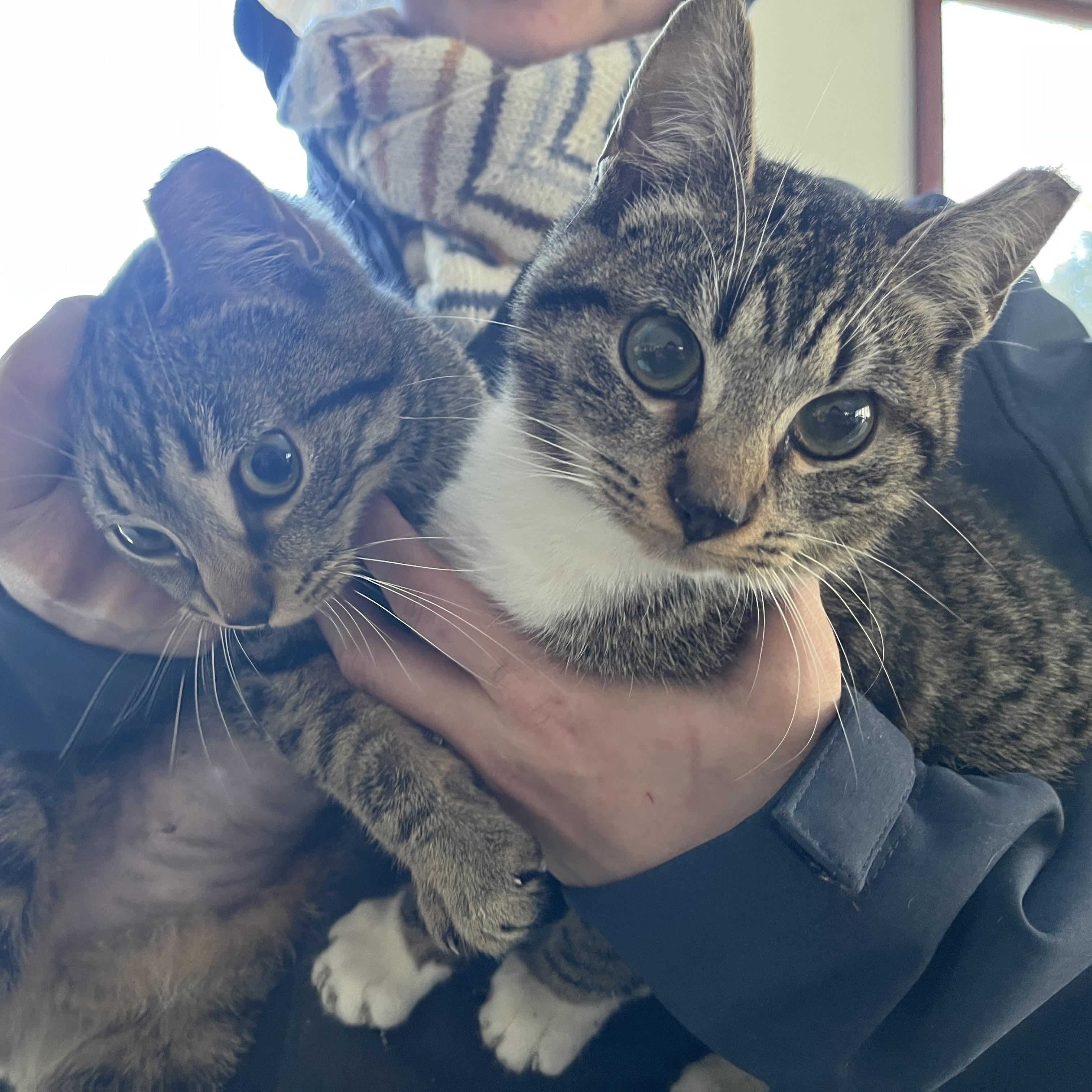 Enlarge Bibs LOVES DOGS, a ADOPTABLE mixed breed in Hot Springs, NC image 5/6