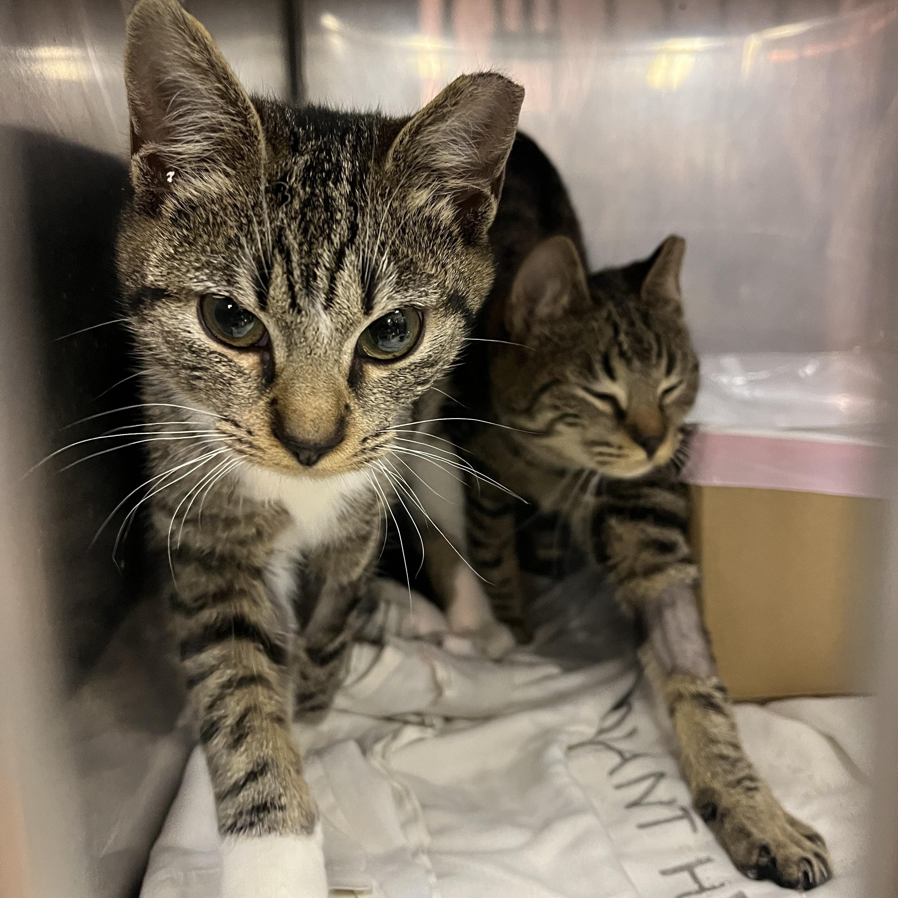 Enlarge Bibs LOVES DOGS, a ADOPTABLE mixed breed in Hot Springs, NC image 3/6