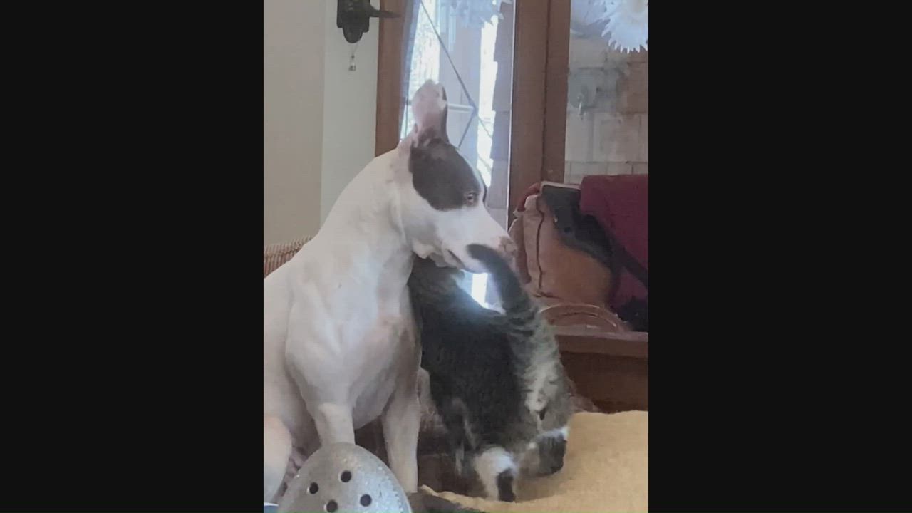 Enlarge Bibs LOVES DOGS, a ADOPTABLE mixed breed in Hot Springs, NC video 2/6