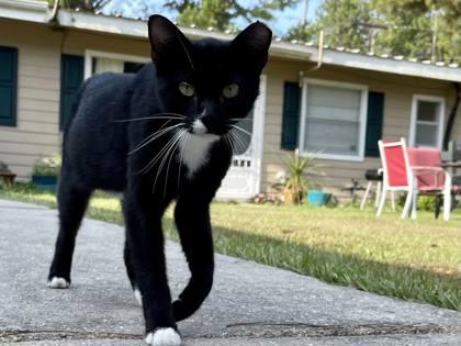 Axel, Adoptable, Adult Male Domestic Short Hair & Domestic Short Hair.