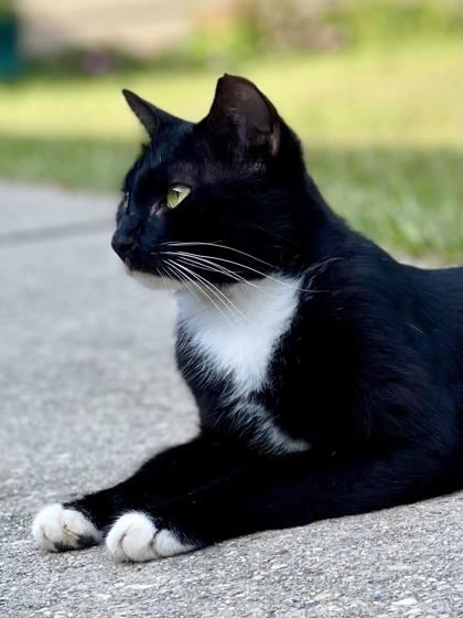 Axel, Adoptable, Adult Male Domestic Short Hair & Domestic Short Hair.