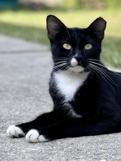Enlarge Axel, a Adoptable Domestic Short Hair in River Ridge, LA image 3/3