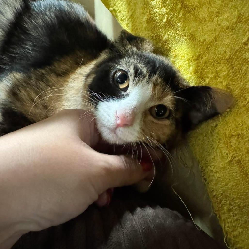 MOLLY 25-90, Adoptable, Kitten Female Domestic Short Hair.