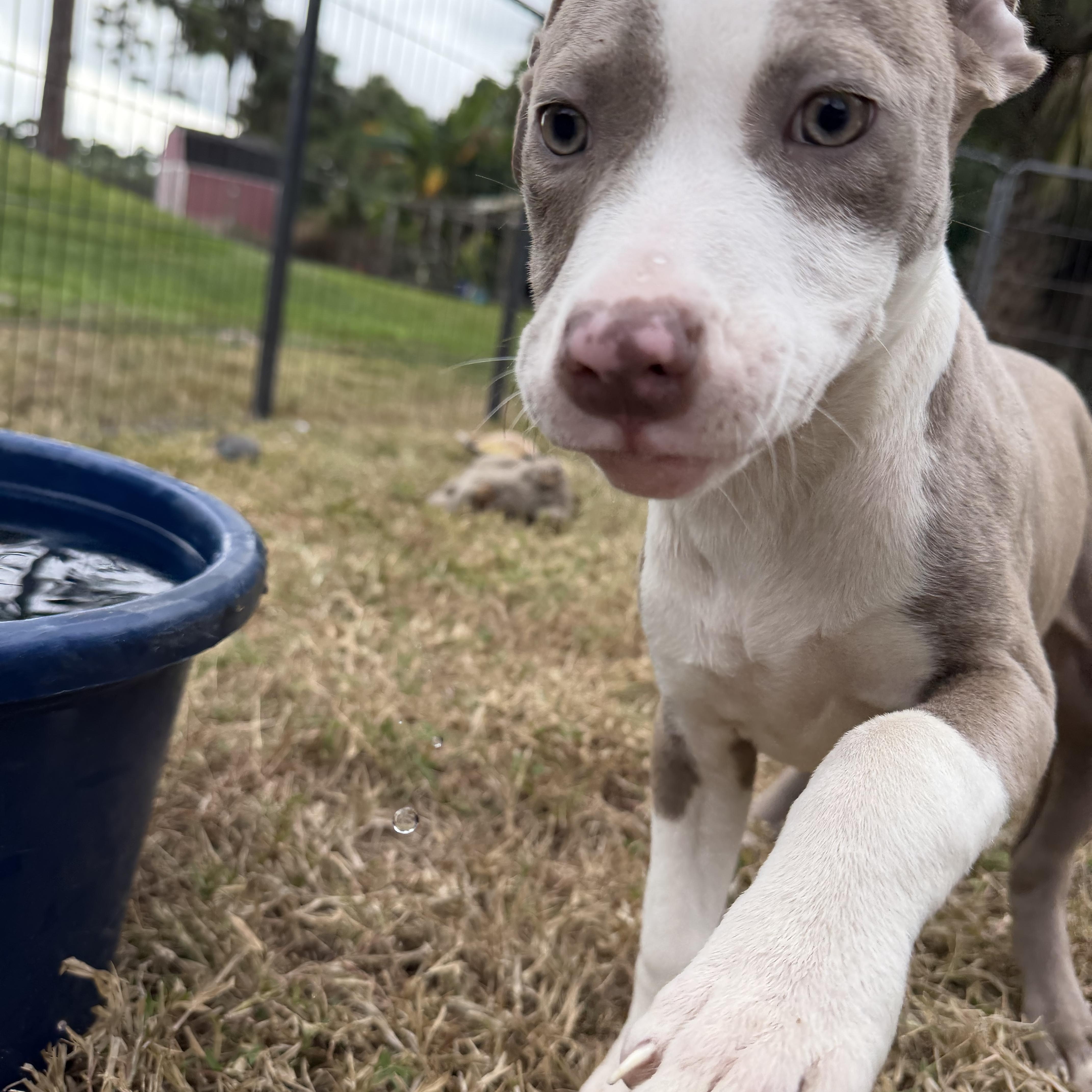 Gretel, adopted, Puppy Female American Bully.