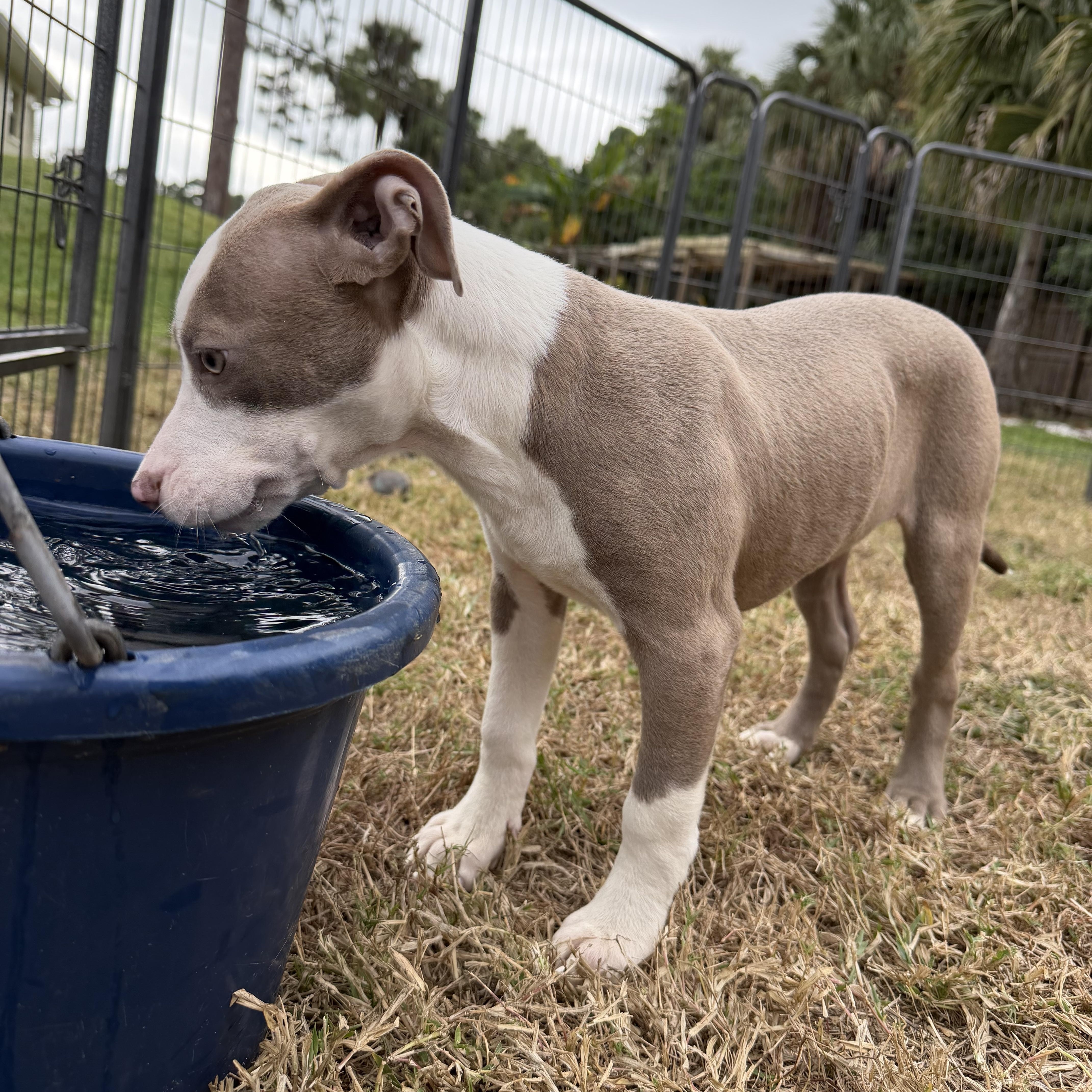 Enlarge Gretel, an adopted mixed breed in Naples, FL image 2/4